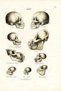 Menschliche Schädel, 1824