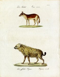 Schakal und Fleckenhyäne