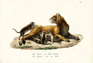Löwin mit Jungen, 1824