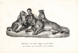 Löwin und Junge mit Trainer