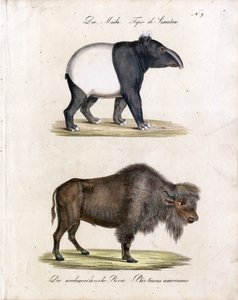 Malaiischer Tapir und Amerikanischer Bison