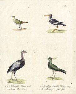 Einheimische Wat- und Laufvögel von Karl Joseph Brodtmann