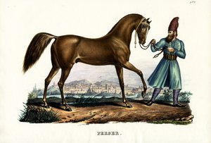Persisches Pferd, 1824