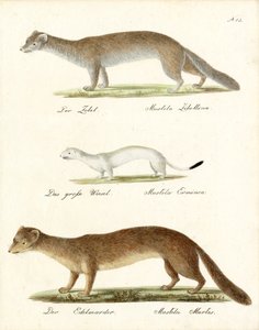 Zobel, Hermelin und Baummarder