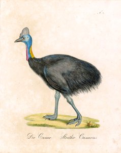 Der Kasuar von Karl Joseph Brodtmann