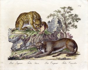 Der Jaguar und der Puma