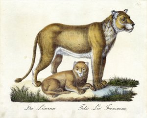 Die Löwin mit Jungem von Karl Joseph Brodtmann