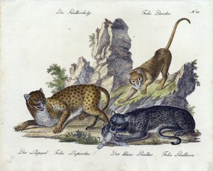 Der Pantherkatze mit Leopard und kleinem Panther von Karl Joseph Brodtmann