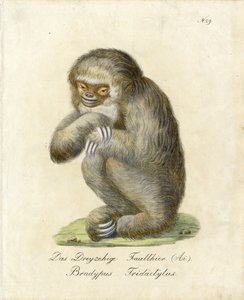 Dreizehiges Faultier von Karl Joseph Brodtmann