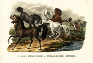 Transsilvanische und ungarische Pferde, 1824