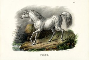 Türkisches Pferd, 1824