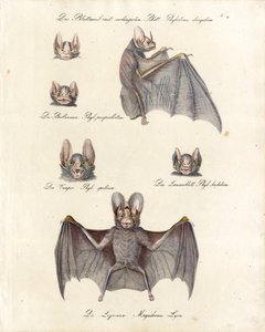 Verschiedene Fledermausarten von Karl Joseph Brodtmann