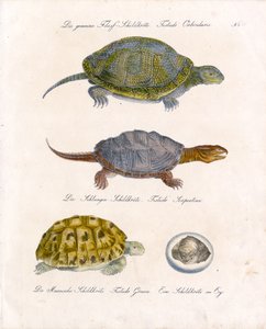 Verschiedene Schildkrötenarten von Karl Joseph Brodtmann