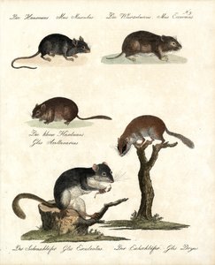 Verschiedene Mäusearten (Druck) von Karl Joseph Brodtmann