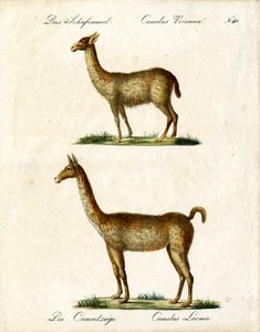 Vicuña und Lama von Karl Joseph Brodtmann