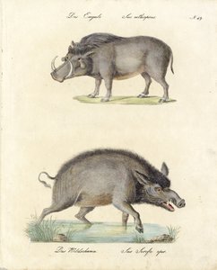 Warzenschwein und Wildschwein (Druck) von Karl Joseph Brodtmann