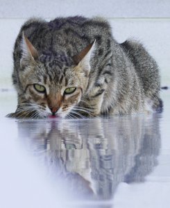 Cooler Kater, 2022, Fotografie