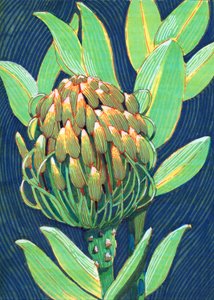 Leuchtende Proteablüte von Katie O'Shea