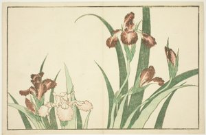 Iris, aus dem Bilderbuch der realistischen Gemälde von Hokusai (Hokusai shashin gafu)