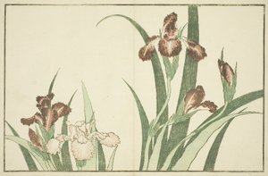Iris, aus Das Bilderbuch der realistischen Malereien von Hokusai