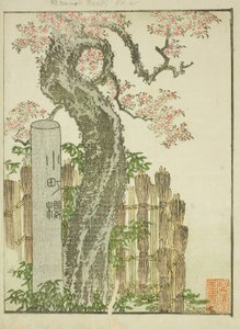 Komachi-Kirschbaum (Komachi zakura), aus dem illustrierten Buch "Bilderbuch der Vergnügungen des Ostens (Ehon Azuma asobi)" von Katsushika Hokusai
