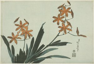 Orange Orchideen, aus einer unbetitelten Serie von Blumen von Katsushika Hokusai
