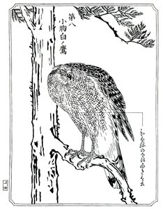 Ein Falke, 1898 von Kawanabe Kyosai