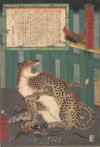 Nie zuvor gesehen: Wahres Bild eines lebenden wilden Tigers..., sechster Monat 1860