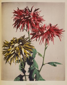 Chrysantheme