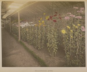 Chrysanthemen Garten von Kazumasa Ogawa