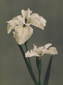 Iris Kaempferi, 1896 von Kazumasa Ogawa