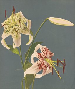 Lilien, 1897 von Kazumasa Ogawa