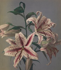 Lilie, 1896 von Kazumasa Ogawa