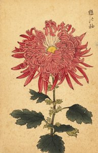 Hybride rosa Quill-Chrysantheme, 1893 (Gravur) von Keika Hasegawa