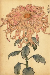 Hybride lachsrosa Chrysantheme mit gekräuselten Blütenblättern von Keika Hasegawa