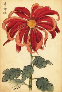 Hybride scharlachrote und rosa Chrysantheme (Kupferstich) von Keika Hasegawa