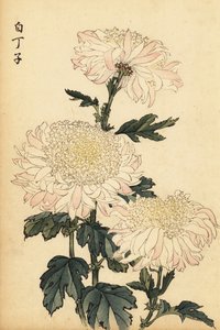 Hybride weiße und rosa Chrysantheme (Kupferstich) von Keika Hasegawa