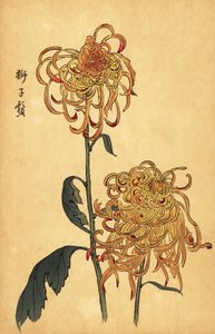 Hybride gelbe und orange Spinnen-Chrysantheme von Keika Hasegawa