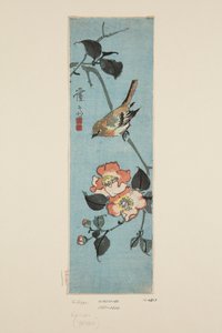 Spatz und Kamelie (Farbholzschnitt) von Keisai Eisen