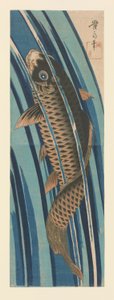 Karpfen schwimmen stromaufwärts