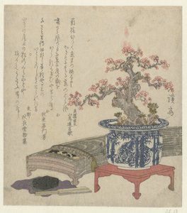 Koto mit Pflaumenblüte im Topf