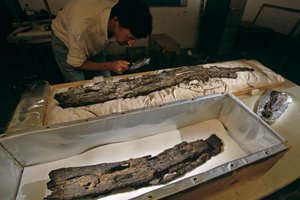 Dr. Matthew Adams inspiziert Holzbootplanke im Labor, Hartholz, nicht Zeder, aus Abydos, Ägypten, 2005