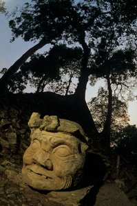 Gott N, Ceiba-Baum, Tempel, Maya, Copan, Honduras, Klassische Periode von Kenneth Garrett