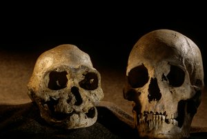 Homo erectus Schädel, zahnlos, und moderner menschlicher Schädel, Dmanisi