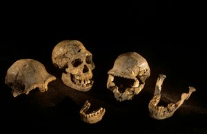 Schädel und Unterkiefer aus Dmanisi, Dmanisi, Georgien Homo Erectus Fundstätte