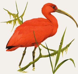 I für Ibis von Kenneth Lilly