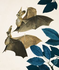 Die Langohrenfledermaus von Kenneth Lilly
