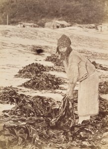 Ainu-Frau beim Ernten von Seetang, ca. 1900