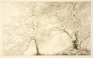 Birken von Kerr Eby