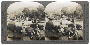 Ergebnis einer Morgenjagd auf Flusspferde am Mlembo-Fluss, Rhodesien, Afrika, 1910